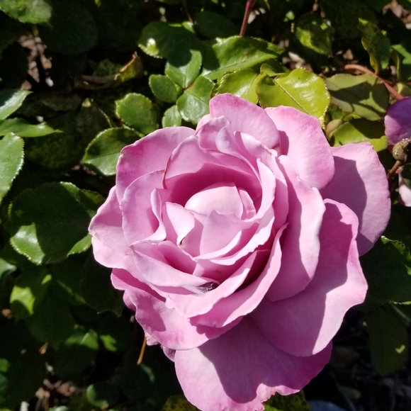 Meet your Posher, JJJunction - Picture 2 of 2